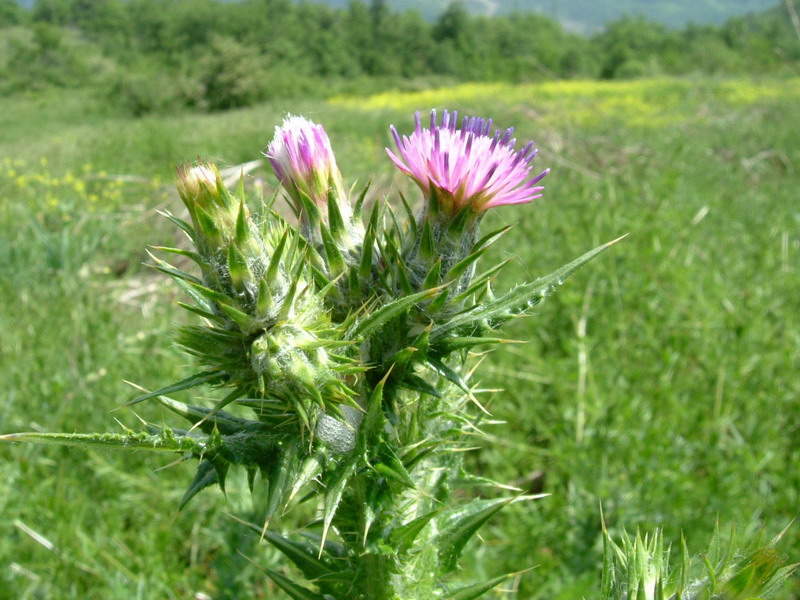 Carduus pycnocephalus / Cardo saettone